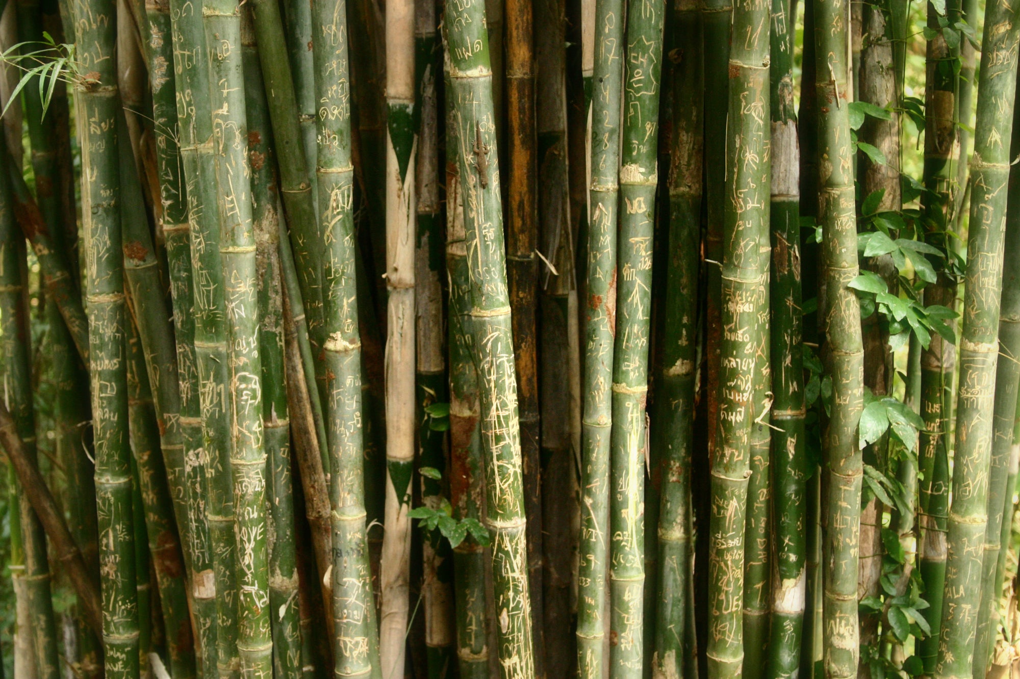 Why Bamboo?